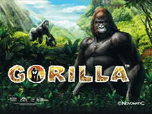 Казино Вулкан онлайн и Gorilla слот – играть без регистрации